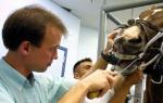 पेशा - पशुचिकित्सक: रूस में पशु चिकित्सा शिक्षा प्राप्त करने की समस्याएं और विशिष्टताएँ
